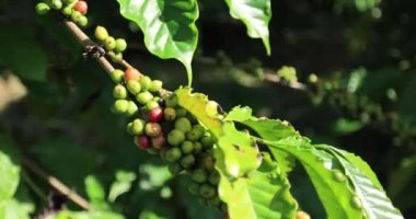 Kahve çiftliği, taze kahve çekirdekleri ağaçta yetişiyor.