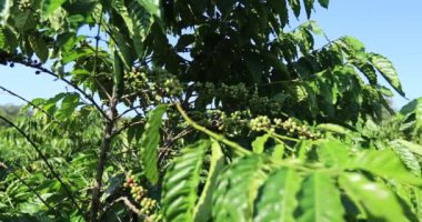 Kahve çiftliği, taze kahve çekirdekleri ağaçta yetişiyor.