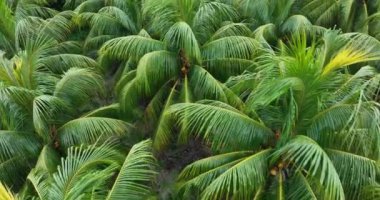 Bahçedeki palmiye yaprakları