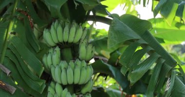 Adada yetişen yeşil yapraklı muz ağacı