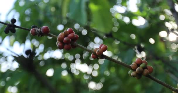 コーヒープランテーション 木の新鮮なコーヒー豆 — ストック動画
