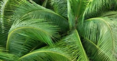 Ormanda yeşil palmiye ağaçları