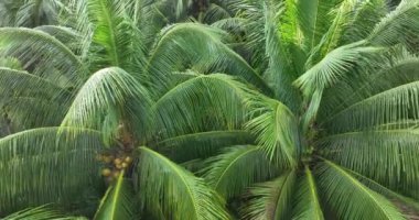 Ormanda yeşil palmiye ağaçları