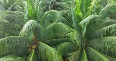 Ormanda yeşil palmiye ağaçları