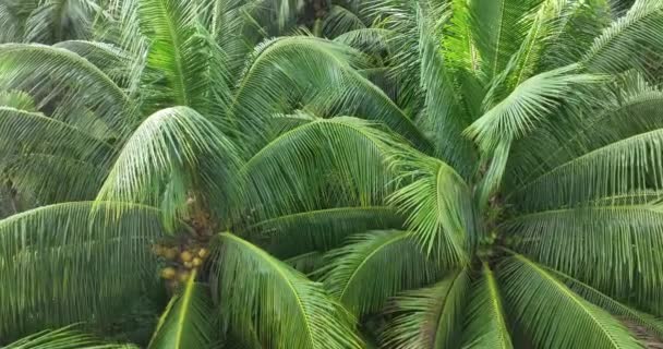 Groene Palmbomen Jungle — Stockvideo