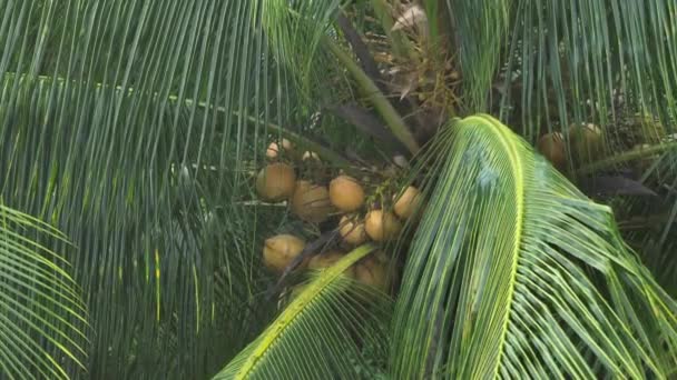 Widok Bliska Orzechów Kokosowych Wiszących Drzewie — Wideo stockowe