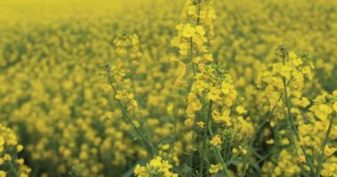 Sarı tecavüz alanı, yakın görüş