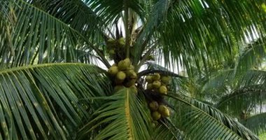 Ağaçta asılı hindistan cevizlerinin yakın plan görüntüsü