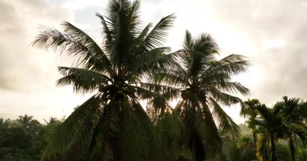 Vista Aérea Cocos Crescem Árvore — Vídeo de Stock