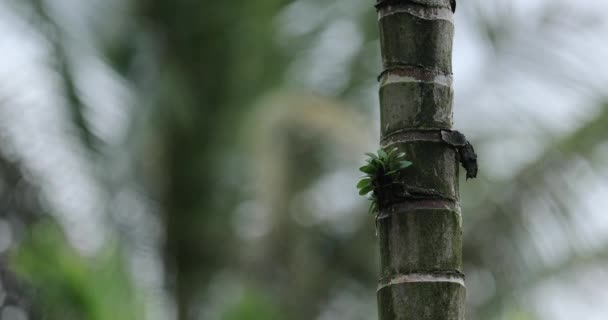 Areca Palm Nuts Grow Tree — Stock Video