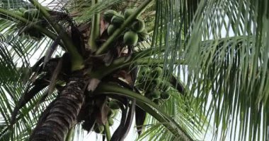 Ağaçta asılı hindistan cevizlerinin yakın plan görüntüsü