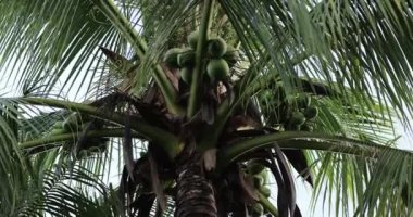 Ağaçta asılı hindistan cevizlerinin yakın plan görüntüsü