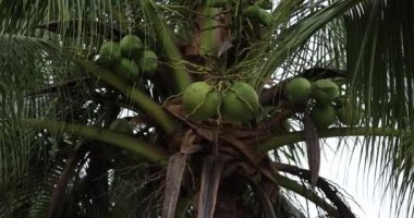 Ağaçta asılı hindistan cevizlerinin yakın plan görüntüsü