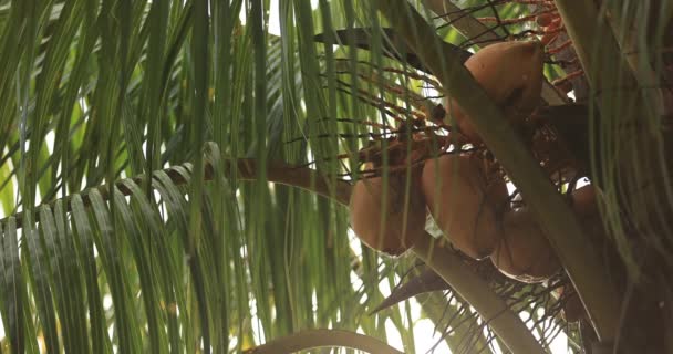 挂在树上的椰子的特写 — 图库视频影像