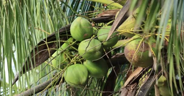 Close Seup View Coconuts Hanging Tree — стоковое видео
