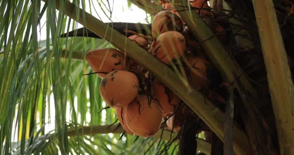 Close Seup View Coconuts Hanging Tree — стоковое видео
