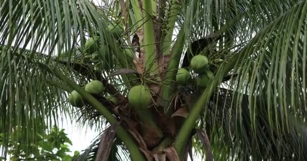 Widok Bliska Orzechów Kokosowych Wiszących Drzewie — Wideo stockowe