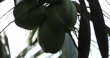 Ağaçta asılı hindistan cevizlerinin yakın plan görüntüsü
