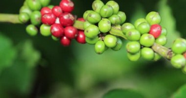 Kahve çiftliği, ağaçta taze kahve çekirdekleri.