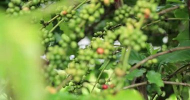 Kahve çiftliği, ağaçta taze kahve çekirdekleri.