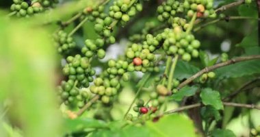 Kahve çiftliği, ağaçta taze kahve çekirdekleri.