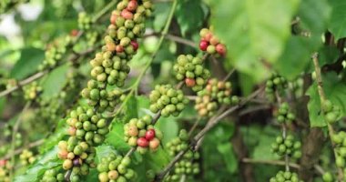 Kahve çiftliği, ağaçta taze kahve çekirdekleri.