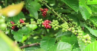 Kahve çiftliği, ağaçta taze kahve çekirdekleri.