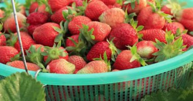 Yeşil sepetteki taze çilekler, yakın görüş.