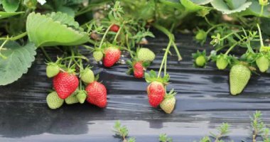 strawberries growing on mulching agro fibre in the garden.