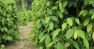 Bahçedeki yeşil ağaç yapraklarını kapat.