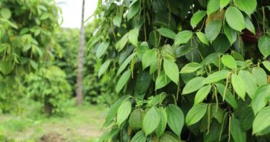 Bahçedeki yeşil ağaç yapraklarını kapat.
