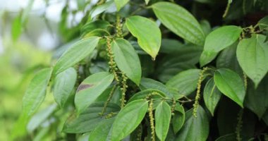 Bahçedeki yeşil ağaç yapraklarını kapat.