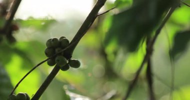 Kahve çiftliği, ağaçta taze kahve çekirdekleri.