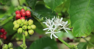 Kahve çiftliği, ağaçta taze kahve çekirdekleri.