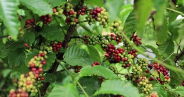 Kahve çiftliği, ağaçta taze kahve çekirdekleri.