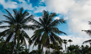 Hindistan cevizi meyvelerinin havadan görünüşü ağaçta yetişiyor.