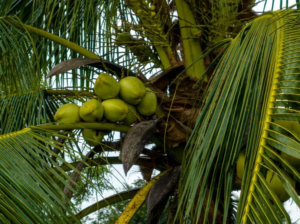 Kokosnoot Vruchten Groeien Boom — Stockfoto