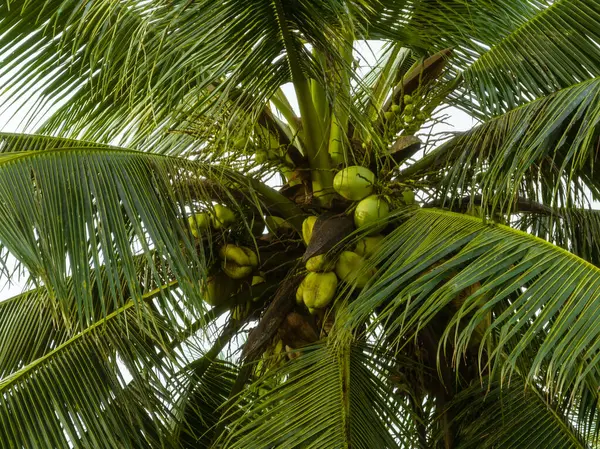空中鸟瞰着树上生长的椰子果实 — 图库照片