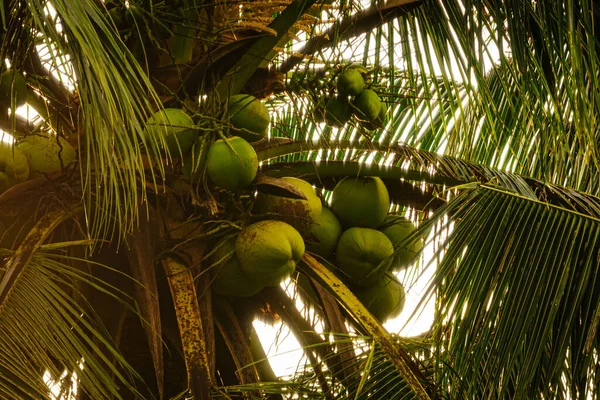 Hindistan Cevizi Meyvelerinin Havadan Görünüşü Ağaçta Yetişiyor — Stok fotoğraf