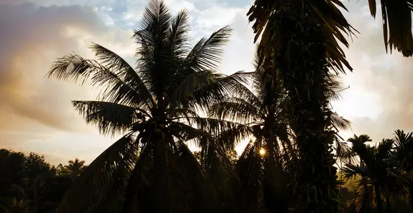 Вид Воздуха Кокосовые Фрукты Растут Дереве — стоковое фото