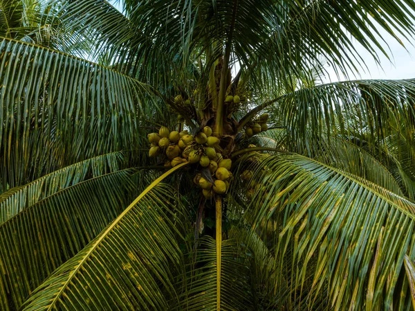 椰子果实生长在树上 — 图库照片