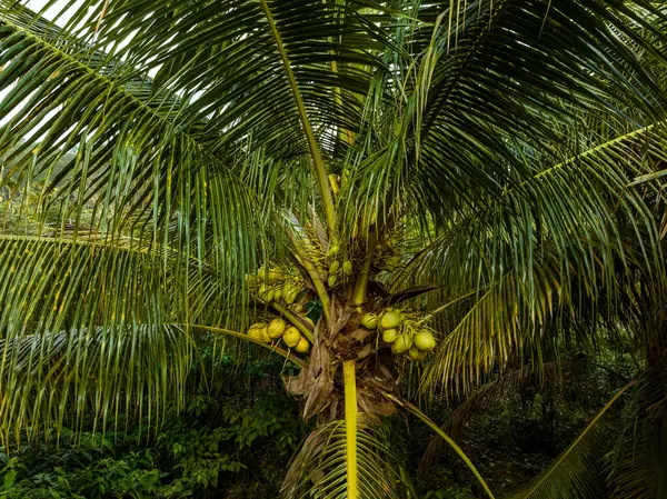 Hindistan Cevizi Meyvelerinin Havadan Görünüşü Ağaçta Yetişiyor — Stok fotoğraf