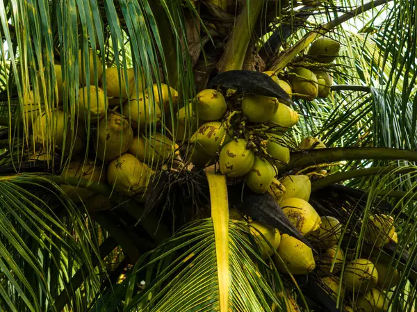 Vzdušný Pohled Kokosové Ovoce Roste Stromě — Stock fotografie