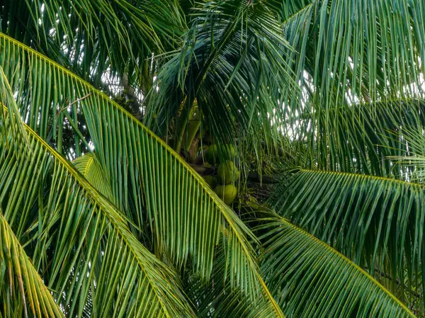 Flygfoto Kokosfrukter Växer Träd — Stockfoto