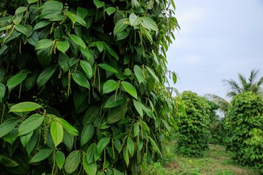 Bahçedeki ağaçta karabiber meyveleri yetişir.