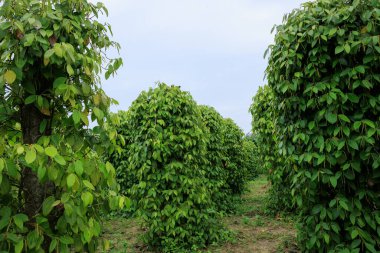 Bahçedeki ağaçta karabiber meyveleri yetişir.