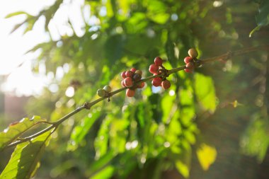 kahve çekirdekleri ağaç büyümek