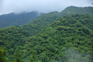 Güzel yaz ormanı dağ manzarası
