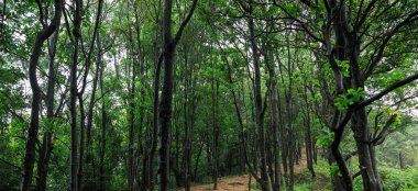 Yaz mevsiminde orman manzarası