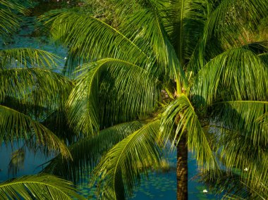 Hindistan cevizli palmiye ağaçları tarlada yetişir.